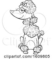 Poster, Art Print Of Black And White Sitting Poodle Dog