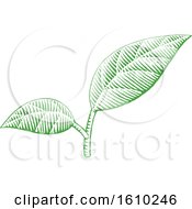 Clipart Of Sketched Green Leaves Royalty Free Vector Illustration