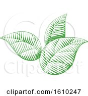 Clipart Of Sketched Green Leaves Royalty Free Vector Illustration