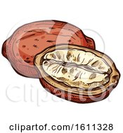 Clipart Of A Sketched Cupuacu Tropical Exotic Fruit Royalty Free Vector Illustration