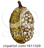 Clipart Of A Sketched Marang Tropical Exotic Fruit Royalty Free Vector Illustration