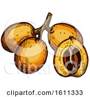 Clipart Of A Sketched Loquat Tropical Exotic Fruit Royalty Free Vector Illustration