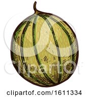 Sketched Cantaloupe Tropical Fruit