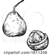 Clipart Of A Sketched Santol Tropical Exotic Fruit Royalty Free Vector Illustration