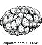 Clipart Of A Sketched Sweetsop Tropical Exotic Fruit Royalty Free Vector Illustration
