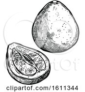 Clipart Of A Sketched Pomelo Tropical Exotic Fruit Royalty Free Vector Illustration