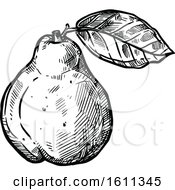 Clipart Of A Sketched Black And White Quince Tropical Exotic Fruit Royalty Free Vector Illustration