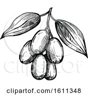 Clipart Of A Sketched Jujube Tropical Exotic Fruit Royalty Free Vector Illustration