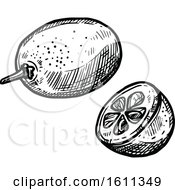Clipart Of A Sketched Kumquat Tropical Exotic Fruit Royalty Free Vector Illustration