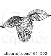 Clipart Of A Sketched Great Morinda Tropical Exotic Fruit Royalty Free Vector Illustration