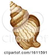 Poster, Art Print Of Sea Shell
