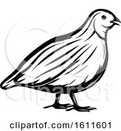 Clipart Of A Black And White Quail Royalty Free Vector Illustration