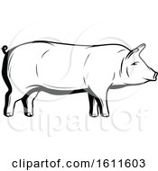 Poster, Art Print Of Black And White Pig