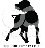 Silhouetted Dog