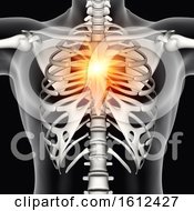 3D Male Medical Figure With Chest Bone Highlighted