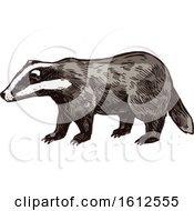 Clipart Of A Sketched Honey Badger Royalty Free Vector Illustration