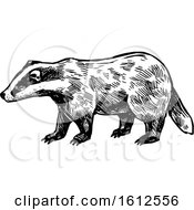 Clipart Of A Sketched Black And White Honey Badger Royalty Free Vector Illustration