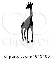 Poster, Art Print Of Giraffe Safari Animal Silhouette On A White Background