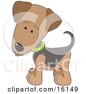 Airedale Or Waterside Terrier Puppy Dog Wearing A Green Collar With Yellow Dots