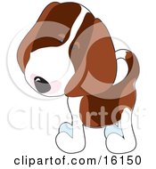 Poster, Art Print Of Curious Little Beagle Puppy Dog Tilting His Head