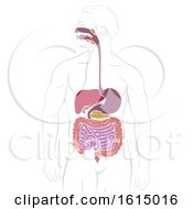 Poster, Art Print Of Digestive System Gastrointestinal Tract Diagram