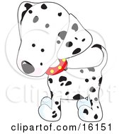 Cute White And Black Spotted Dalmation Puppy Dog Wearing A Red Collar With Yellow Spots Slightly Tilting His Head In Curiousity