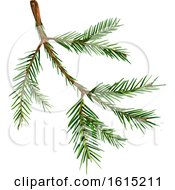 Poster, Art Print Of Spruce Tree Branch