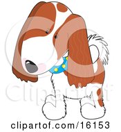 Cute Cavalier King Charles Spaniel Puppy Dog Wearing A Blue Collar With Yellow Spots Tilting His Head In Curiousity
