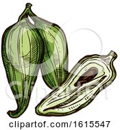Clipart Of A Sketched Cyclanthera Royalty Free Vector Illustration
