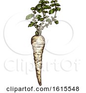 Clipart Of A Sketched Parsnip Royalty Free Vector Illustration