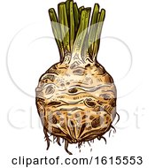 Clipart Of A Sketched Celery Root Royalty Free Vector Illustration