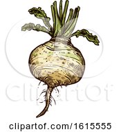 Clipart Of A Sketched Turnip Royalty Free Vector Illustration