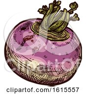 Clipart Of A Sketched Rutabaga Royalty Free Vector Illustration