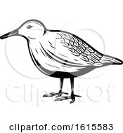 Clipart Of A Black And White Bird Royalty Free Vector Illustration