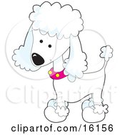 Cute White Poodle Puppy Dog Wearing A Pink Collar With Yellow Spots And Sporting A Puppy Clip