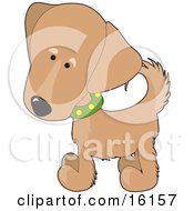 Cute Golden Retriever Puppy Dog Wearing A Green Collar With Yellow Spots Slightly Tilting His Head In Curiousity