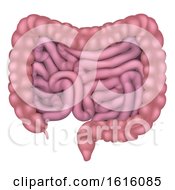 Intestines Gut Human Digestive System by AtStockIllustration