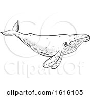 Clipart Of A Black And White Sketched Humpback Whale Royalty Free Vector Illustration by patrimonio