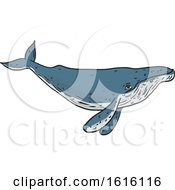 Poster, Art Print Of Sketched Humpback Whale