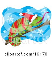 Green And Red Chameleon Lizard Wearing A Santa Hat Adorned With Holly Sticking His Tongue Out To Catch A Snowflake While Perched On A Branch On Christmas Clipart Illustration Image by Maria Bell #COLLC16170-0034