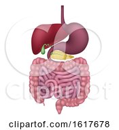 Poster, Art Print Of Human Gastrointestinal Digestive System