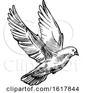 Black And White Sketched Flying Dove