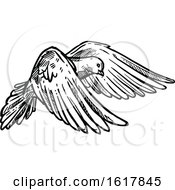 Poster, Art Print Of Black And White Sketched Flying Dove