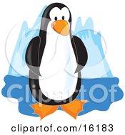 Adorable Black And White Penguin Standing On Ice