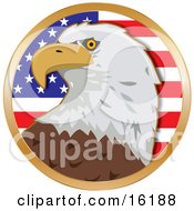 American Bald Eagle Haliaeetus Leucocephalus In Front Of The Stars And Stripes Of An American Flag Clipart Illustration Image by Maria Bell #COLLC16188-0034