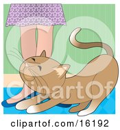 Poster, Art Print Of Affectionate Brown Cat Rubbing Against A Womans Legs For Attention