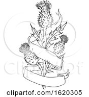 Poster, Art Print Of Scottish Thistle With Ribbon Drawing Black And White