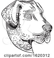 Poster, Art Print Of Anatolian Shepherd Dog Head Etching Black And White