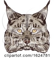 Poster, Art Print Of Sketched Bobcat