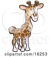 Poster, Art Print Of Adorable Brown And Tan Giraffe